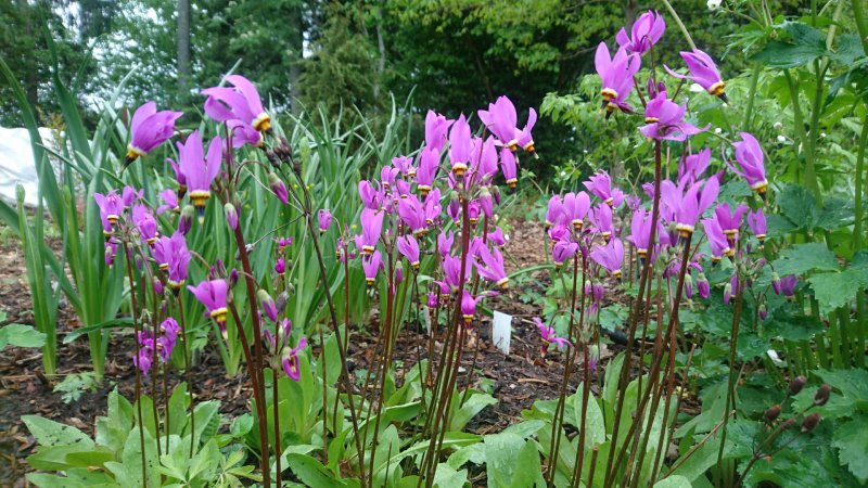 Dodecatheon meadia 'Red Wing'
